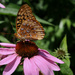 Butterfly on a flower by mittens
