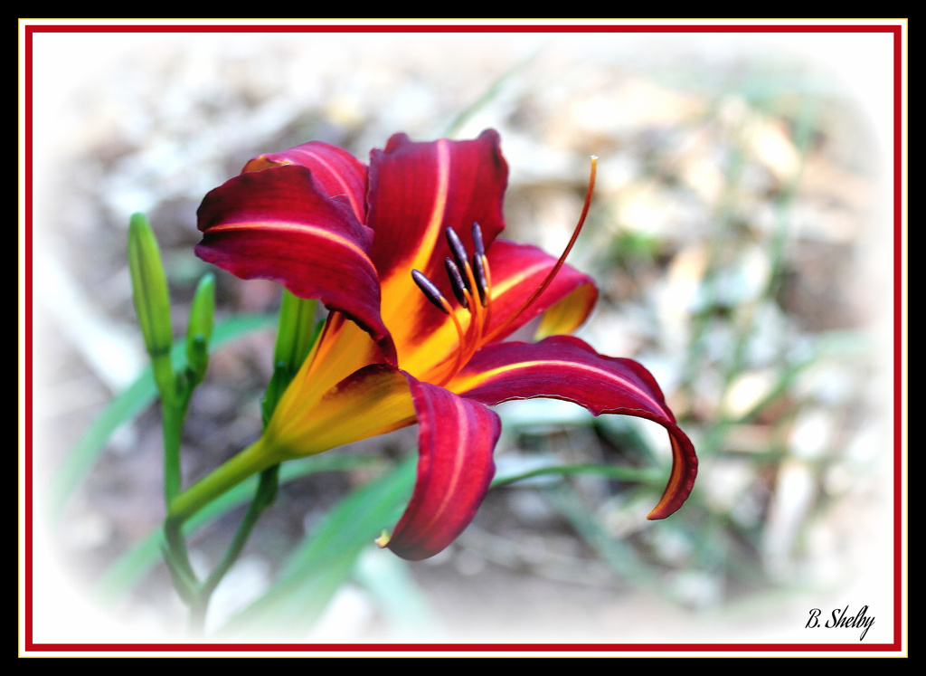 Dark Red Lily by vernabeth