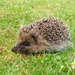 Baby hedgehog by lellie