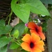 Thunbergia by lellie