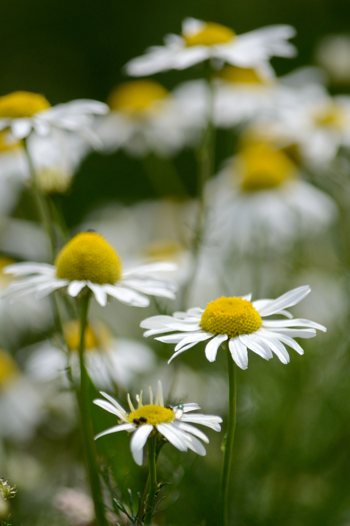 White flowers by richardcreese