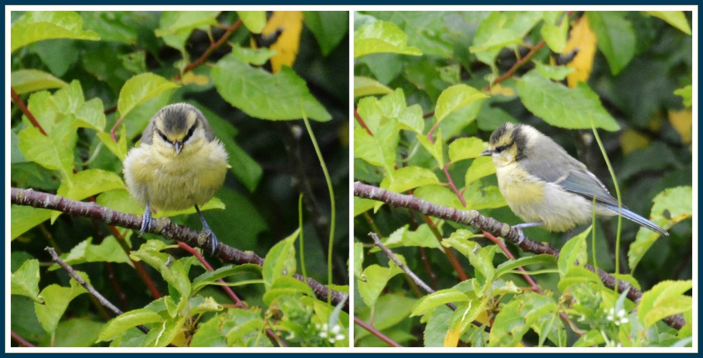 The two sides of a blue tit by rosiekind