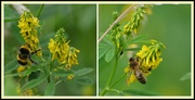 8th Jul 2014 - To bee or not to bee