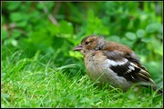 8th Jul 2014 - Young chaffinch