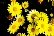 8th Jul 2014 - Yellow daisies