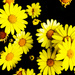 Yellow daisies by elisasaeter