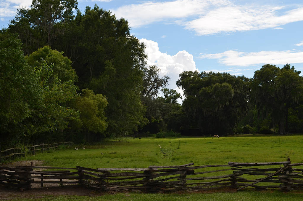 Pasture and wood fence, Magnolia Gardens, Charleston, SC by congaree