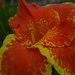 Canna lily, Magnolia Gardens, Charleston, SC by congaree