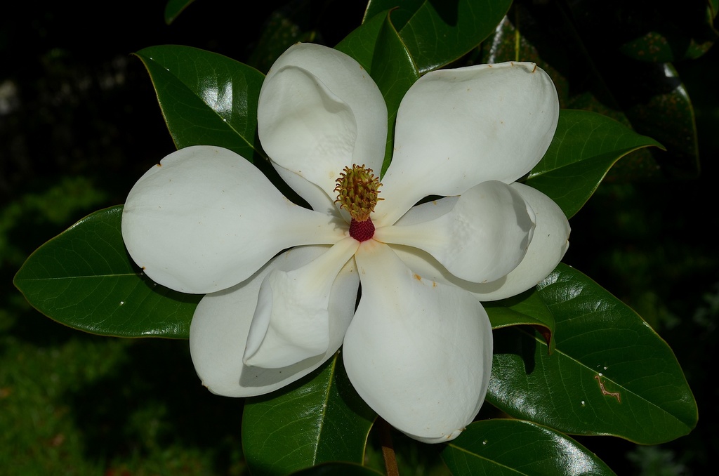  A near perfect Magnolia bloom, Magnolia Gardens, Charleston, SC by congaree