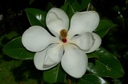 7th Jul 2014 -  A near perfect Magnolia bloom, Magnolia Gardens, Charleston, SC