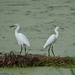 Egrets, Magnolia Gardens, Charleston, SC by congaree