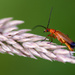 Soldier beetle - 8-07 by barrowlane