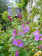 8th Jul 2014 - Hollyhocks around out front porch.....