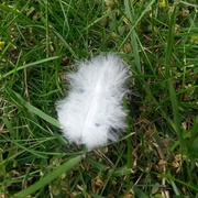 6th Jul 2014 - Feather
