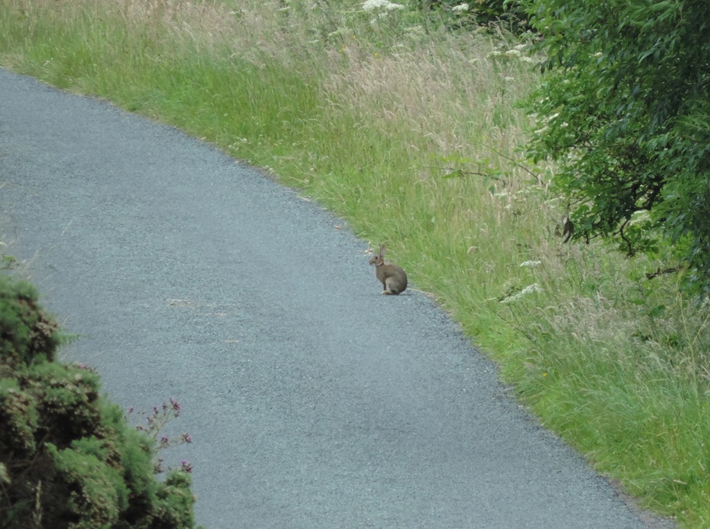 Leveret on the Lane by roachling