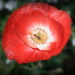  Lensbaby poppy by judithdeacon