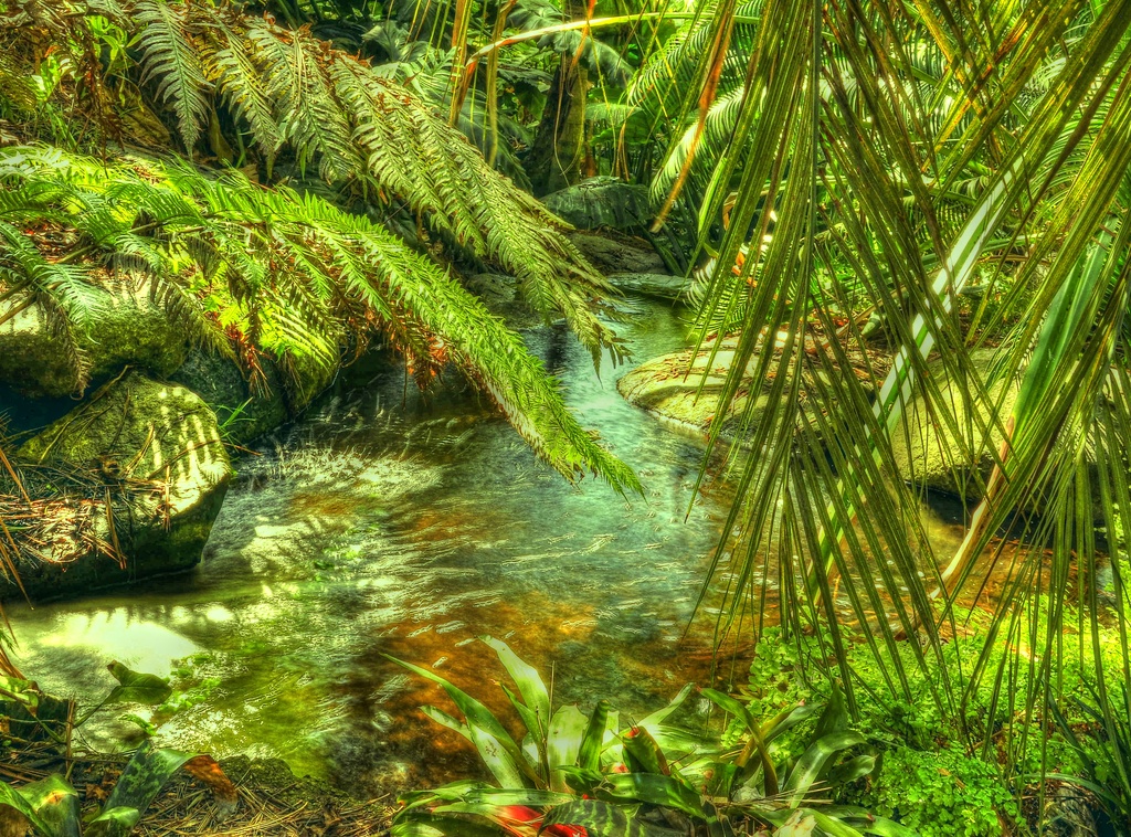 Rainforest by joysfocus