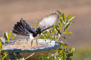 9th Jul 2014 - Willy Wagtail's bathtime