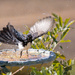 Willy Wagtail's bathtime by bella_ss