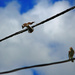 Mockingbirds by hondo