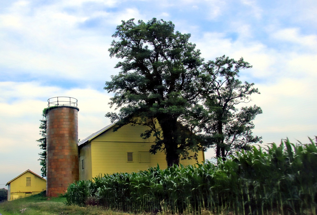 Tree And A Yellow Barn by digitalrn