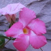 Pink Flower by julie
