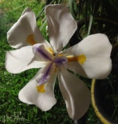 8th Jul 2014 - Iris at Night