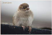 9th Jul 2014 - Juvenile Sparrow