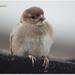 Juvenile Sparrow by jamibann