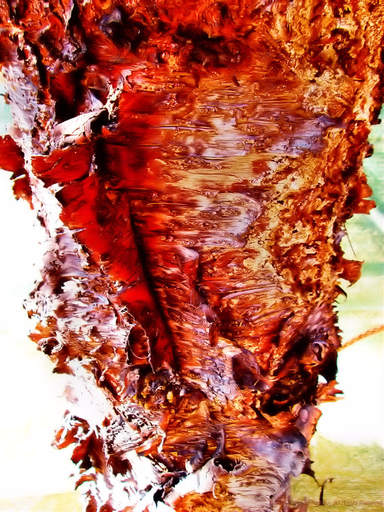 Bacon Tree by jrambo001