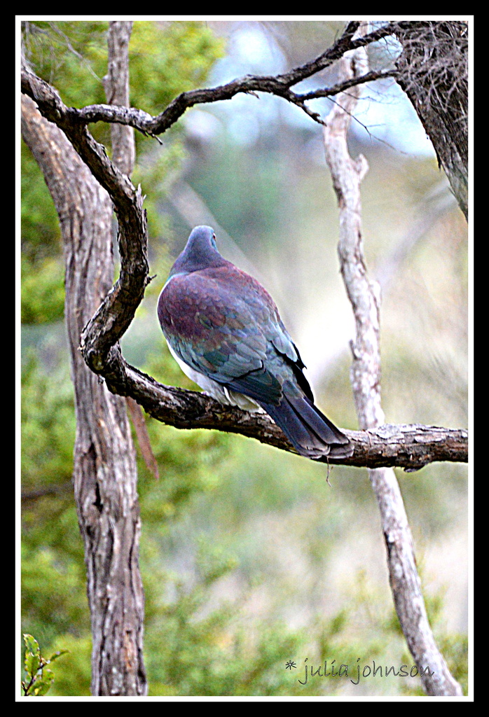 NZ Wood Pigeon.. by julzmaioro