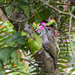 juvenile green woodpecker by jantan