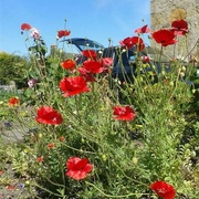 8th Jul 2014 - sunshine and poppies