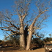 Boab Tree by terryliv