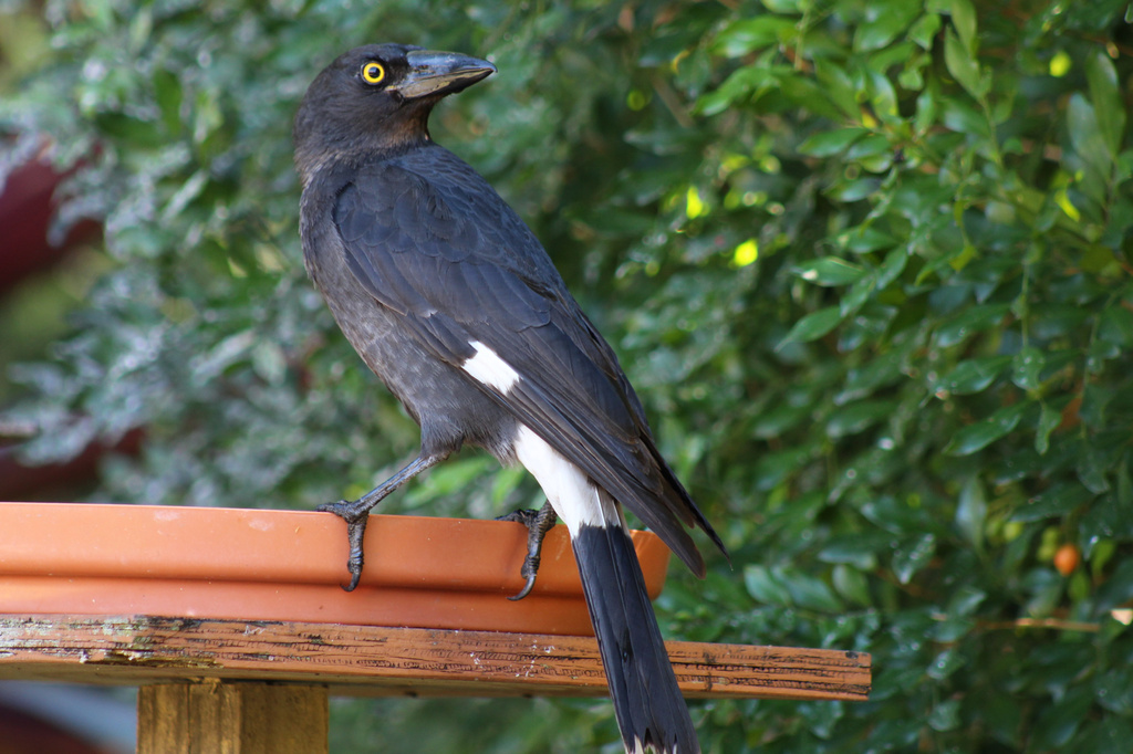 Currawong by terryliv