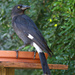 Currawong by terryliv