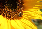 9th Jul 2014 - Happy bee
