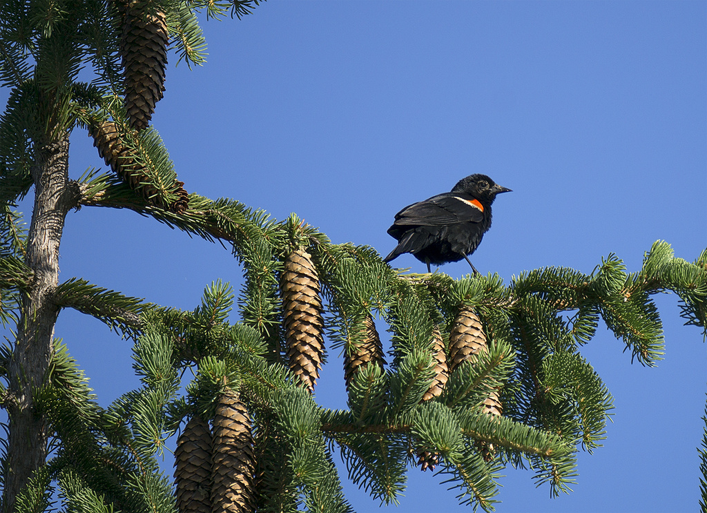 Blackbird on Pine by gardencat