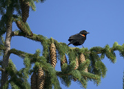 9th Jul 2014 - Blackbird on Pine