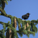 Blackbird on Pine by gardencat