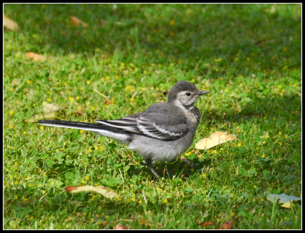 Wagtail by rosiekind