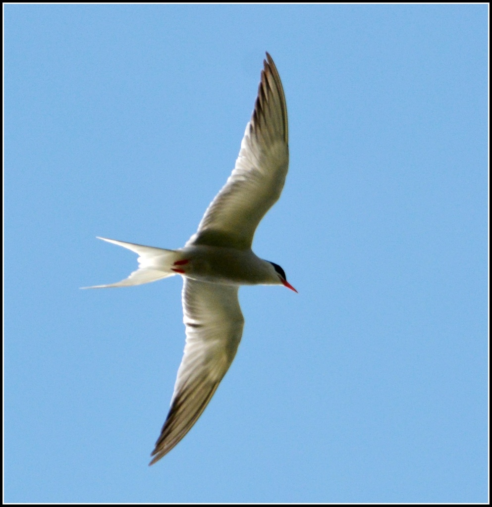 Common Tern by rosiekind