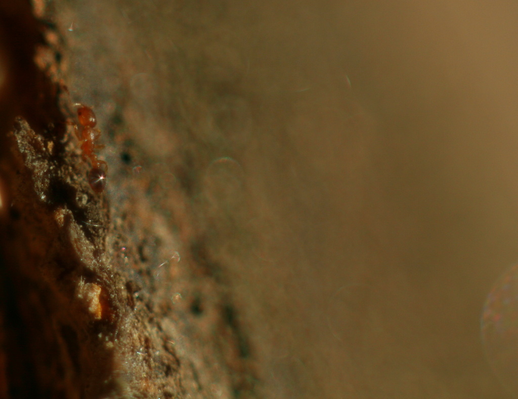 Ant On A Tree by kerristephens