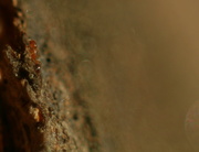 9th Jul 2014 - Ant On A Tree