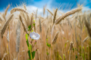 9th Jul 2014 - The Wheat and theTares