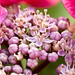 9th July 2014 - Pink Hydrangea by pamknowler