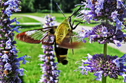 9th Jul 2014 - Snowberry Clearwing