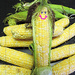 Just another corny picture! by homeschoolmom