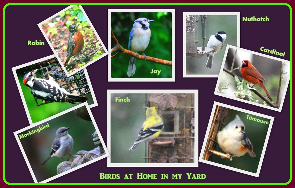 Yard Birds by vernabeth