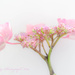 Pink Hydrangea by tonygig